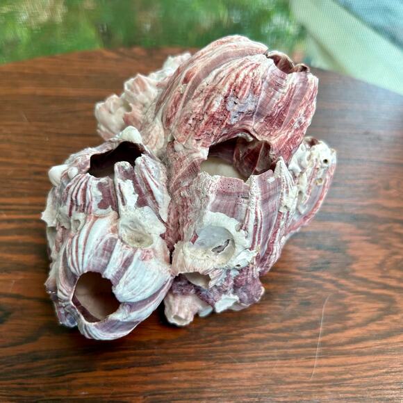 Vintage Pink Barnacle Cluster – 4.5” x 7” Coastal Nautical Decor - Picture 7 of 9